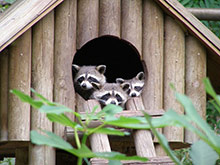 Abri-pour-animaux-en-pin-traité---REF-BEAUVAL