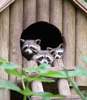 BEAUVAL-7-cabane-niche-nichoir-pour-animaux-en-pin-autoclavé