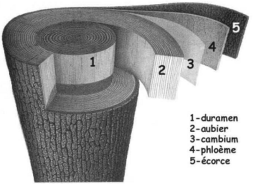 Duramen et Aubier