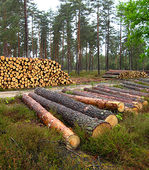 Eclaircie-dasn-une-forêt-de-pins-sylvestre---CRPF-IDF