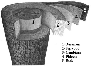 EN duramen et aubier