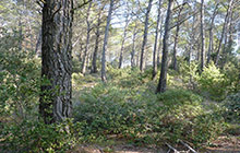 Forêt-de-pins-en-Provence-Alpes-Cote-d'Azur---Michel-ROLLAND---CRPF-PACA--©