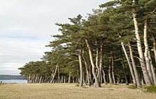 Forêt-de-pins-sur-le-littoral-Languedocien---CRPF-LANGUEDOC-P2190110002