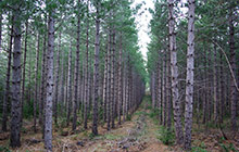 Jeune-plantation-de-pins-noirs-d'Autriche-en-région-Centre---VILMORIN