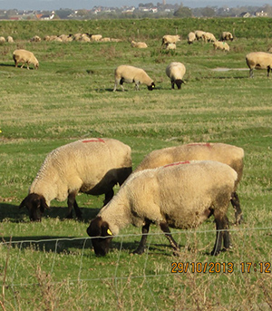 MONTSTMICHEL-6-Moutons-présalés