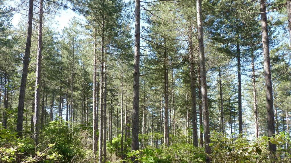 Geographical coverage of pine trees in France