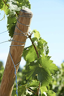 Piquet-de-vigne-en-pin-autoclave---Photo-PIVETEAU-BOIS