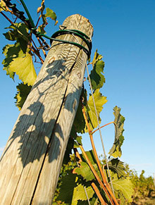 Piquet-de-vignes-en-pin-traité-autoclave---Photo-PIVETEAU-BOIS