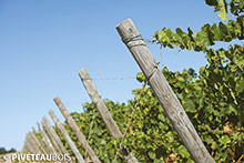 Piquets-de-vignes-fraisés-en-pin-traité-autoclave---Photo-PIVETEAU-BOIS