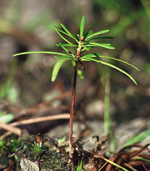 Régénération-naturelle-de-pin---ONF