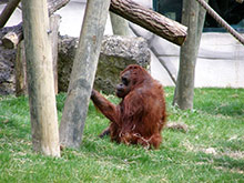 Structure-de-jeu-pour-animaux---REF-Zoooparc-Beauval