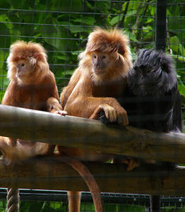 BEAUVAL-6-bois-ronds-en-pin-autoclavé