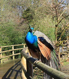 BEAUVAL-8-cloture-garde-corps-en-pin-classe-4