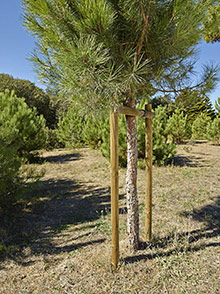 Tuteurs-pour-jeunes-arbres---Photo-PIVETEAU-BOIS